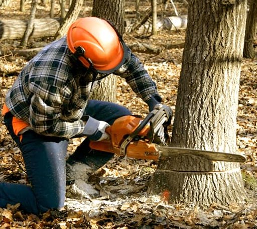 Tree Removal in Gladstone, VA